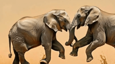 Animated:8bvqs4io5uo= Elephant