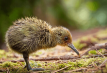 Baby:7kza9rd9_Ha= Kiwi Bird