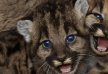 Baby:7mg_3wgb1tm= Mountain Lion