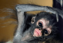 Baby:6rcptvx5a50= Spider Monkeys