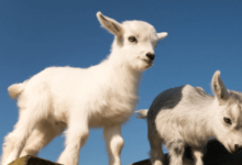 Baby:8ffzi8q4sfi= Pygmy Goat