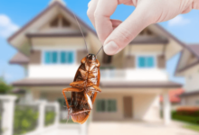 Green Pest Control: Natural Methods To Keep Your Home Critter Free