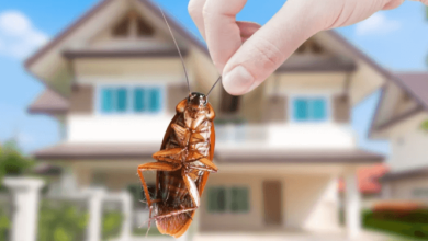 Green Pest Control: Natural Methods To Keep Your Home Critter Free