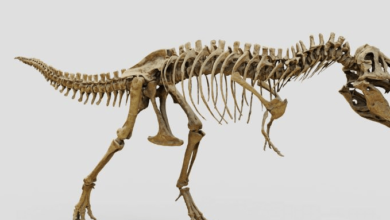 Who Was the King of the Dinosaurs