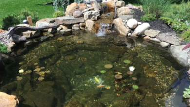 Cleaner Ponds: Tips and Techniques for a Healthy, Clear Water Garden