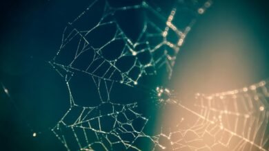 web stability digital model