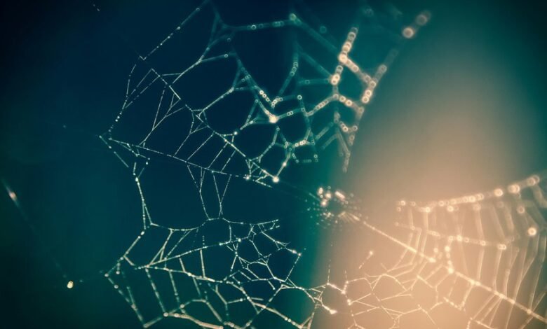 web stability digital model